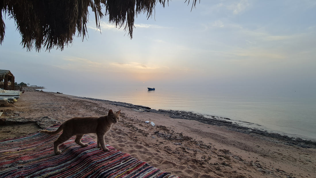 Nuweiba - A Tranquil Escape on Egypt’s Sinai Peninsula